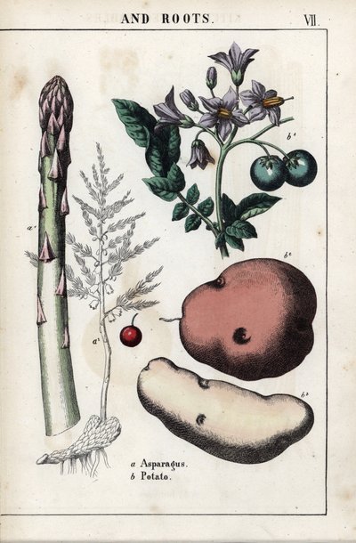 Descriptive Board: Green Asparagus and Potato. Chromolithographie in 