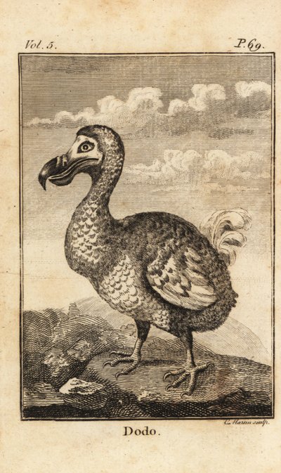 Dodo, Extinct Bird by Unbekannt