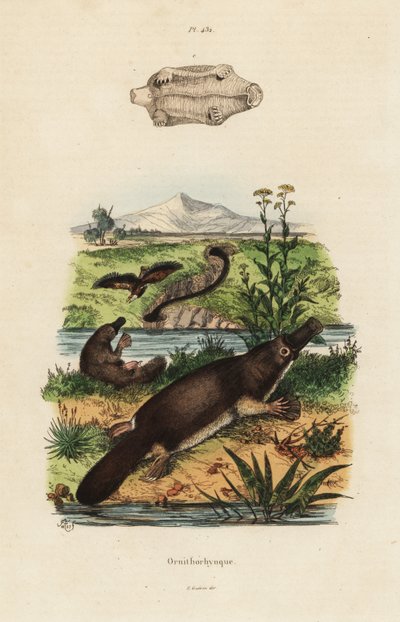 Duck-billed platypus by Unbekannt