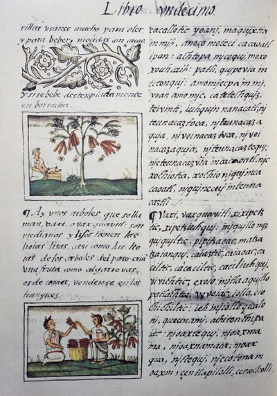 Edible plants, red beans, page from Book XI of Florentine Codex, General History of Things of New Spain, by Fray Bernardino de Sahagun by William M. Timlin