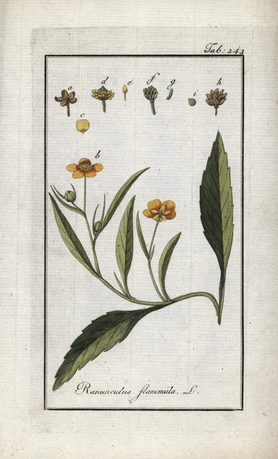 Flame Buttercup or Small Moat or Small Flame (Ranunculus flammula). Lithograph from 