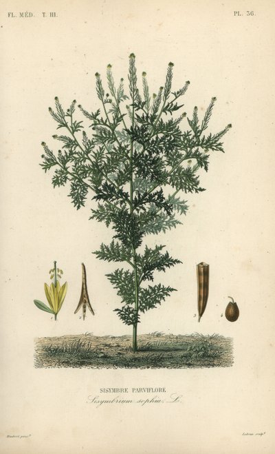 Flixweed, herb-Sophia or tansy mustard, Descurainia sophia, Sisymbrium sophia by Unbekannt