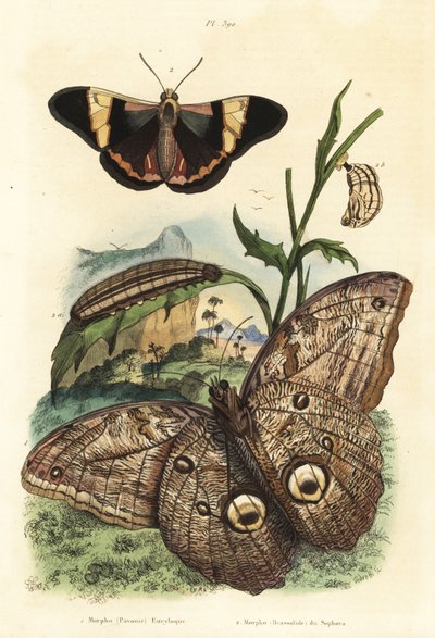 Forest giant owl butterfly, Caligo eurilochus and Brassolis sophorae butterfly, pupa and caterpillar by Unbekannt