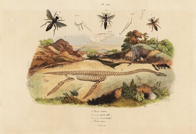 Fossil skeleton of an extinct plesiosaurus and wasps by Unbekannt