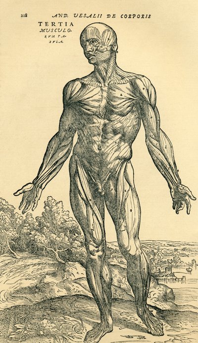 Front of male human body, an anatomical study originally published in De Humani Corporis Fabrica Libri Septem by Andreas Vesalius, published Basel by Unknown