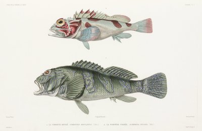 Giant Hawkfish and Scorpionfish by Unbekannter Künstler