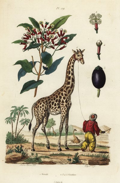 Giraffe with handler and clove tree by Unbekannt