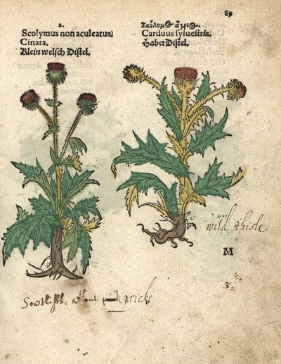 Globe artichoke, Cynara cardunculus var. scolymus, and wild thistle, Carduus sylvestris by Unbekannter Künstler