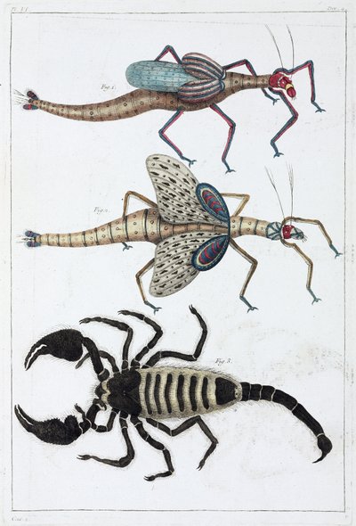 Grasshoppers and scorpion by Unbekannt