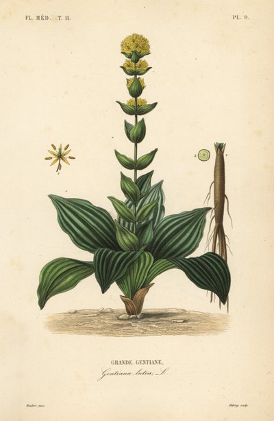 Great yellow gentian by Unbekannt