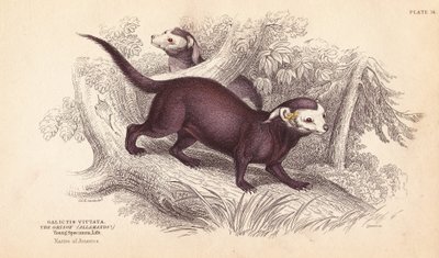 Greater grison, Gallictis vittata. Handcoloured steel engraving from William Jardine
