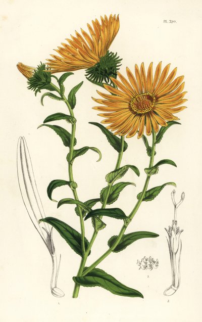 Grindelia grandiflora. Handcoloured lithograph from Louis van Houtte and Charles Lemaire