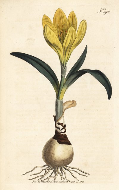 Harvester - Autumn daffodil, Sternbergia lutea (Yellow amaryllis, Amaryllis lutea) - Handcoloured copperplate engraving from William Curtis