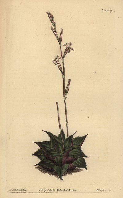 Haworthia mirabilis (Rough-leaved cushion aloe) by Unbekannt
