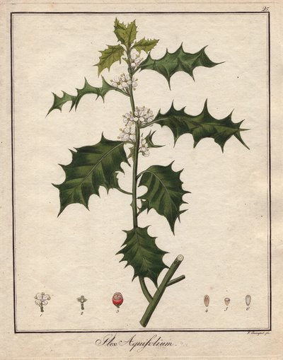 Holly. Coloured Copper Engraving, in Botanique Medicinale (Published in Berlin, Germany) by Unbekannter Künstler