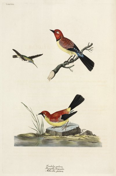 Hummingbird, Chaffinch and Wagtail by Unbekannter Künstler