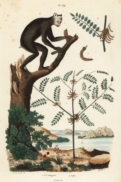 Indigo Plant and Indri or Babakoto, Critically Endangered Lemur by Unbekannt