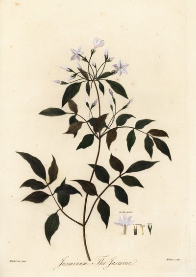 Jasmine, Jasminum officinale (engraving) by Unbekannter Künstler