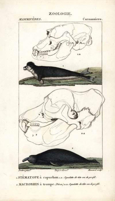 The Hooded Stematope and the Elephant Seal by Unbekannter Künstler