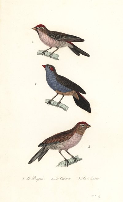 Lesser redpoll, red-cheeked cordonbleu and common linnet by Unbekannter Künstler