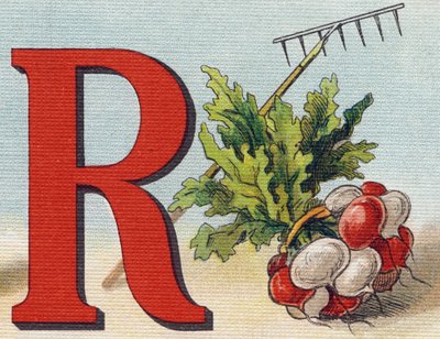 Letter R: rake, radish by Unbekannt