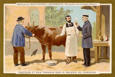 Louis Pasteur working to find a cure for Anthrax by Unbekannter Künstler