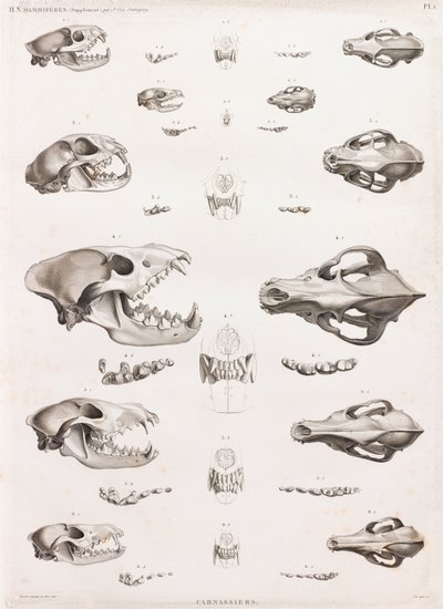 Mammals: Carnivore Skulls by Unbekannt