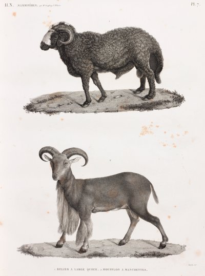 Mammals: A Ram with a Large Tail and a Barbary Sheep by Unbekannt