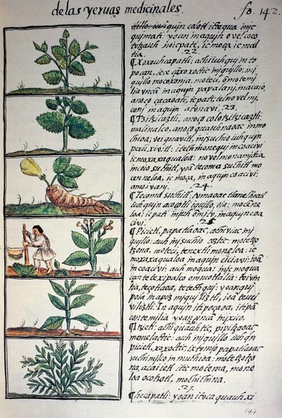 Medicinal plants, text in Nahuatl, facsimile of manuscript General History of Things of New Spain, also known as Florentine Codex, by Bernardino de Sahagun by Benjamin Baud