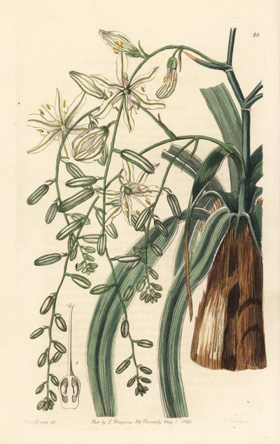 Mexican Soap Herb - Wavy-leafed soap plant, Chlorogalum pomeridianum var. divaricatum (Straggling star of bethlehem, Ornithogalum divaricatum). Handcoloured copperplate engraving by George Barclay after an illustration by Miss Sarah Drake from Edwards