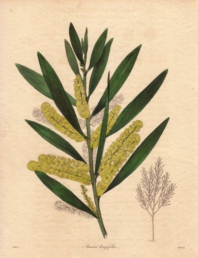 Mimosas Caterpillar (Acacia longifolia), Illustration by R. Mills by Unbekannter Künstler