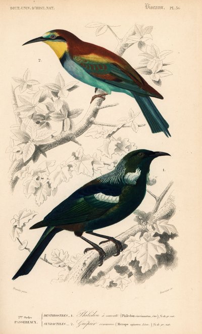 New Zealand tui bird and European bee eater by Unbekannter Künstler