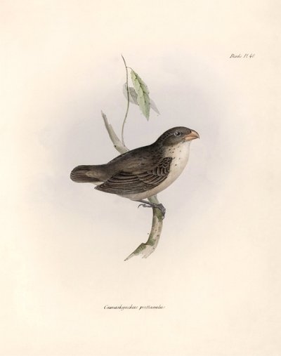 Ornithology: Camarhynchus psittaculus or Geospize psittacin Description of a passerine by Charles Darwin observed during his expedition aboard the Beagle. Plate from The zoology of the voyage of H.M.S. Beagle. Flight. III, Birds described by John Gould by Unbekannter Künstler