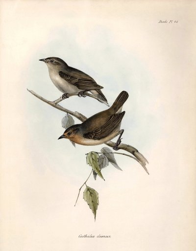 Ornithology: 