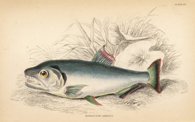Payara, Hydrolycus Armatus. Handcoloured Steel Engraving by W.H. Lizars from Robert Schomburg