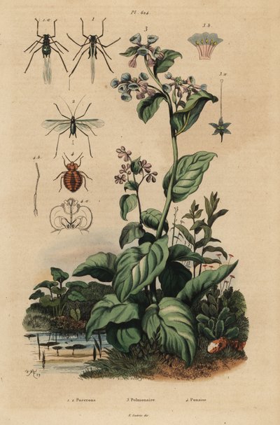 Peach aphid, Myzus persicae, rose aphid, Macrosiphum rosae, Virginia bluebells, Mertensia pulmonarioides, and bedbug, Cimex lectularius by Unbekannt