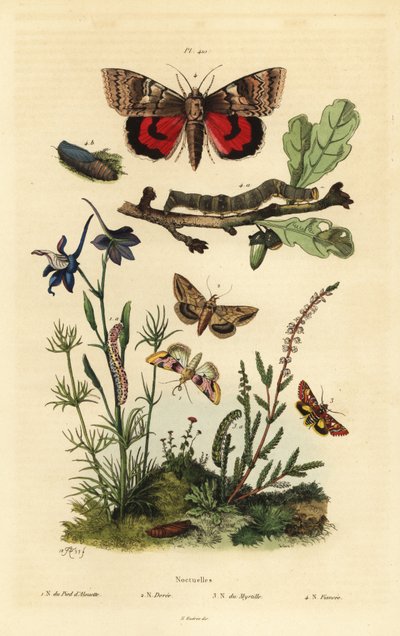 Pease Blossom, Cotton Bollworm, Yellow Underwing, and Large Yellow Underwing, Larva and Pupa by Unbekannt