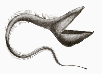 Pelican Eel or Eurypharynx pelecanoides, a deep sea fish rarely seen by humans, from 