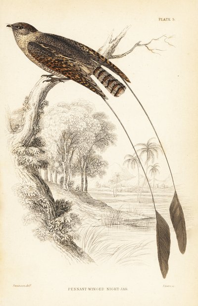 Pennant-winged Nightjar, Macrodipteryx vexillarius (Macrodipteryx africanus) by Unbekannter Künstler