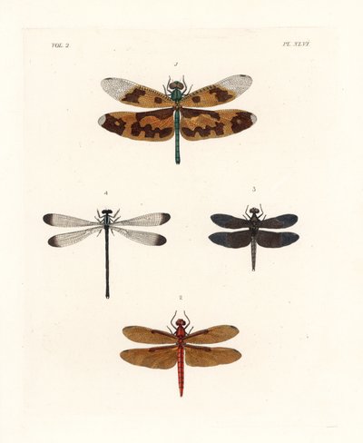 Picture wing dragonfly, fulvous forest skimmer, pied paddy skimmer, and shadowdamsel by Unbekannter Künstler