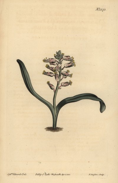 Plain-leaved Self-coloured Lachenalia, Lachenalia Unicolor by Unbekannt