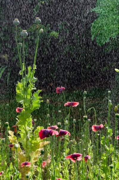 Poppy (Papaver somniferum) flowers and seedheads in summer downpour, Gower, South Wales by Unbekannter Künstler