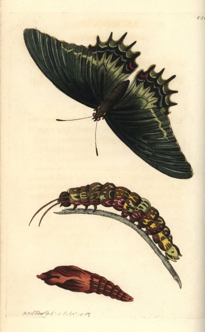 Queen swallowtail or androgeus butterfly, with caterpillar and pupa. Illustration drawn and engraved by Richard Polydore Nodder by Unbekannter Künstler