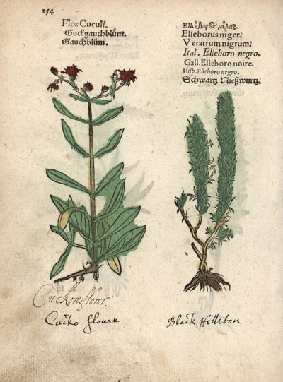 Ragged Robin and Black False Hellebore by Unbekannter Künstler