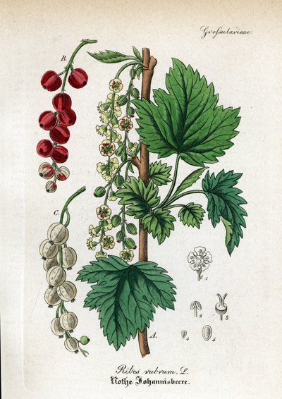 Redcurrant by Unbekannter Künstler