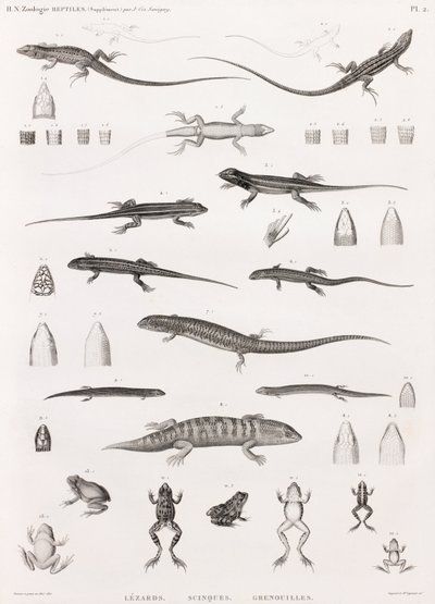 Reptiles: Series of Illustrations of Lizards, Skinks, and Frogs by Unbekannt