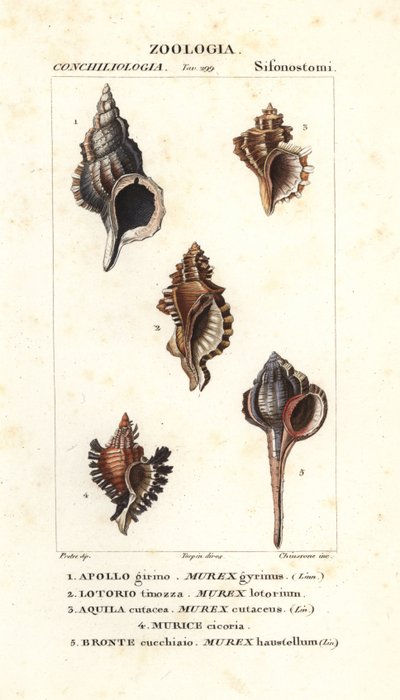 Rock Snails from Jussieu