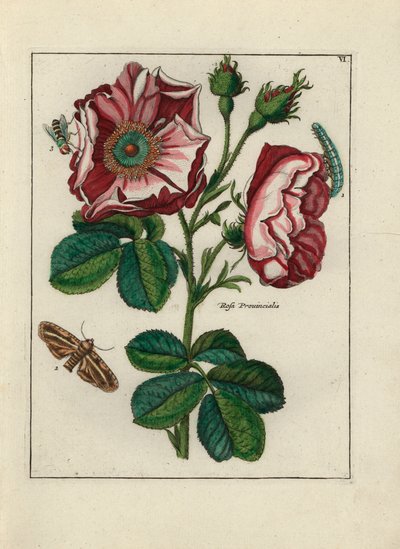 Rose, variete Rosa provincialis, with insects by Unbekannter Künstler