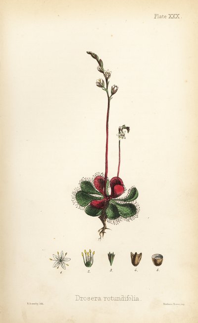 Round-leaved sundew, Drosera rotundifolia. Handcoloured lithograph by Henry Sowerby from Edward Hamilton