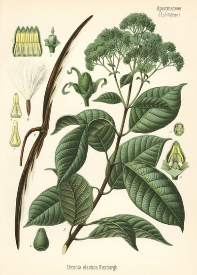 Rubber tree. Chromolithograph after a botanical illustration from Hermann Adolph Koehler